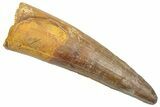 Fossil Spinosaurus Tooth - Real Dinosaur Tooth #361273-1